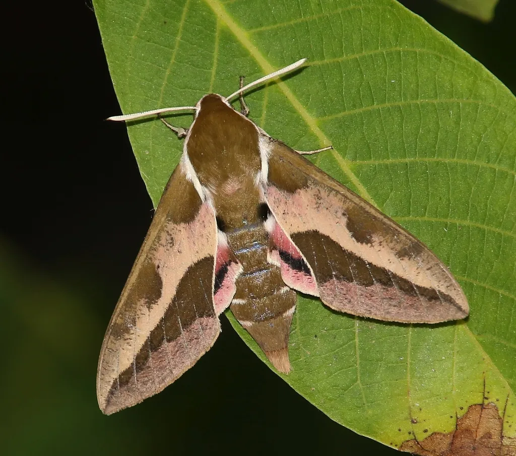 Leafy Spurge Hawkmoth - photo 2