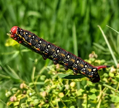 Leafy Spurge Hawkmoth - photo 5