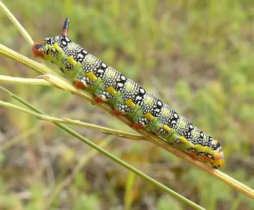 Leafy Spurge Hawkmoth - photo 6