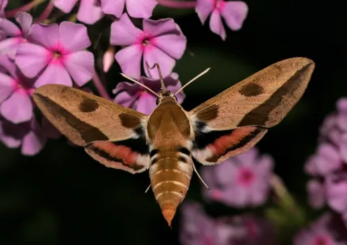 Leafy Spurge Hawkmoth - photo 7