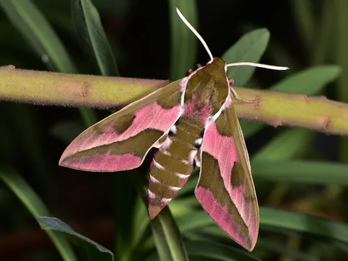 Leafy Spurge Hawkmoth - photo 8