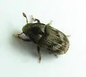 Eastern Ash Bark Beetle - Hylesinus aculeatus