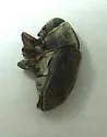 Eastern Ash Bark Beetle - photo 2