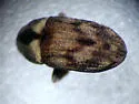 Eastern Ash Bark Beetle - photo 3