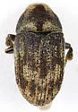 Eastern Ash Bark Beetle - photo 4