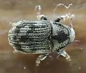Eastern Ash Bark Beetle - photo 5