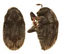 Western Ash Bark Beetle