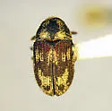 Western Ash Bark Beetle - photo 2