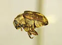 Western Ash Bark Beetle - photo 3