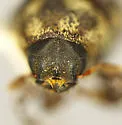 Western Ash Bark Beetle - photo 4
