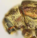 Western Ash Bark Beetle - photo 5