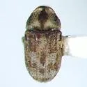 Hylesinus criddlei
