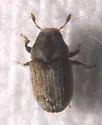 Hylesinus criddlei - photo 2