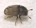 Hylesinus criddlei - photo 3