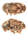 Hylesinus criddlei - photo 4