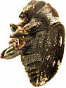 Hylesinus fasciatus - photo 2