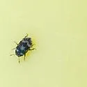 Hylesinus fasciatus - photo 3