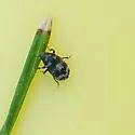 Hylesinus fasciatus - photo 4