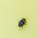 Hylesinus fasciatus - photo 5