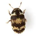 Hylesinus mexicanus
