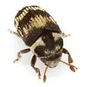 Hylesinus mexicanus - photo 2