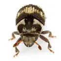 Hylesinus mexicanus - photo 3