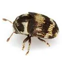 Hylesinus mexicanus - photo 4