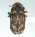 Hylesinus pruinosus