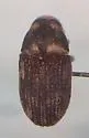 Hylesinus pruinosus - photo 2