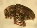 Hylesinus pruinosus - photo 3