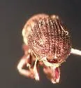 Hylesinus pruinosus - photo 4