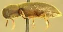 Hylis californicus - photo 2