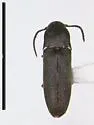Hylis frontosus