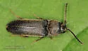 Hylis frontosus - photo 2