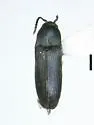 Hylis irvinei