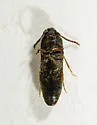 Hylis irvinei - photo 3