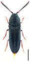 Hylis terminalis - Hylis terminalis