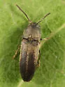 Hylis terminalis - photo 2