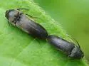 Hylis terminalis - photo 3