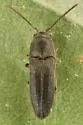 Hylis terminalis - photo 4