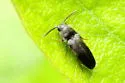 Hylis terminalis - photo 5