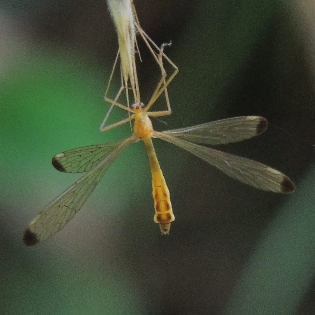 Hylobittacus apicalis