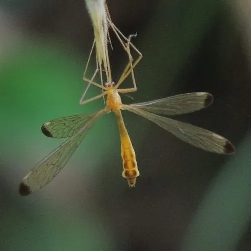 Hylobittacus apicalis - photo 2