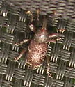 Seedling Debarking Weevil