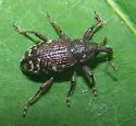 Seedling Debarking Weevil - photo 2