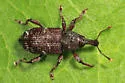 Seedling Debarking Weevil - photo 4