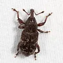 Seedling Debarking Weevil - photo 5