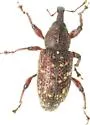 Pales Weevil