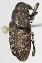 Pales Weevil - photo 2