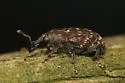 Pales Weevil - photo 3